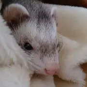 Kikiraraの画像