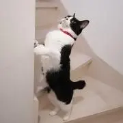 メイの画像