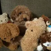ツチノコの画像