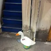 Rの画像