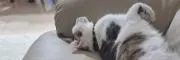 ねこの画像