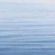 yoshiの画像