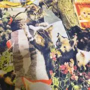 ビビの画像