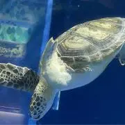 ほーちゃん