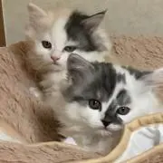 つしまま