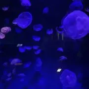 n.の画像