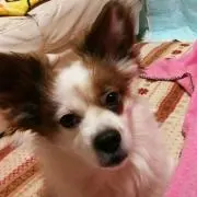 アヤ