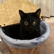 もっこの画像
