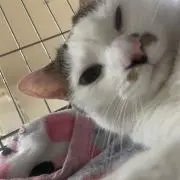 あっさの画像