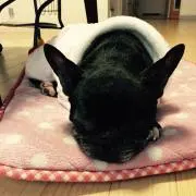 ブルの画像