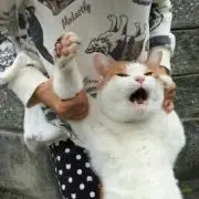 ねこ01（神奈川より発送）