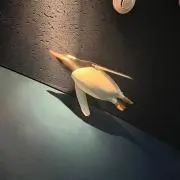 ササミの画像