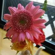 A.otaki