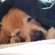 ポプラの画像