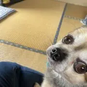 Snowcristalの画像
