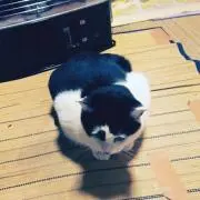 水島イズル