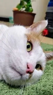 しいふの画像