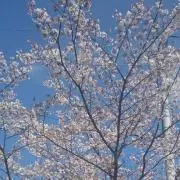 さおりん