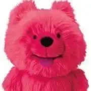 わんこの画像