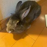 チェリー