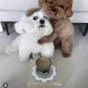 しぴの画像