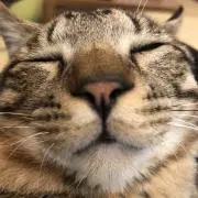 ゆね※プロフ必読の画像