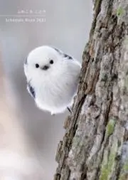 ことりの画像