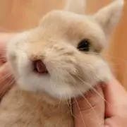 かのん☆プロフ必読の画像