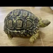 カッツーの画像