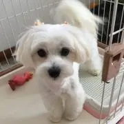 しまりんの画像