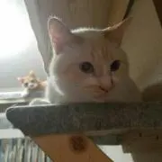 スージーQの画像