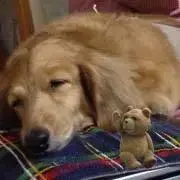 くまくまの画像