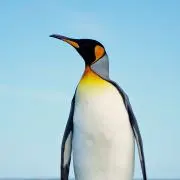 ケンケンの画像