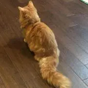 ぷーにゃん