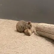 さくらꕤ︎︎断捨離中の画像