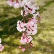 ミの画像