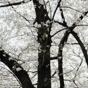 プティの画像