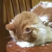 志摩んかかぁ〜〜(=^x^=)の画像