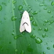 まるやまの画像