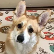 kayo