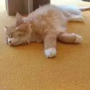 meloの画像