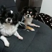 なまけもの