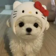 aoi＾＾★の画像