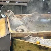 ジョーコーの画像