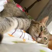 なつ