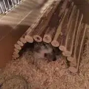 かりんの画像