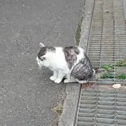 sakuraの画像