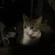 じゃんごの画像