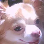 もなか