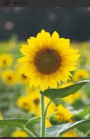 ひまわりの画像